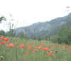 Paysage